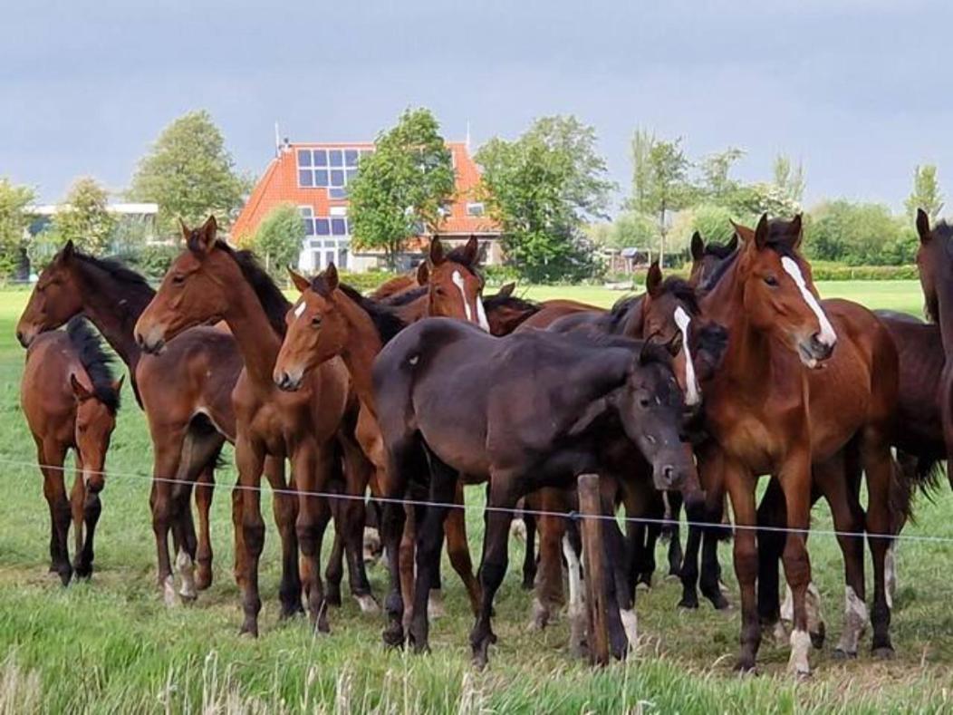 Luxe Gastenverblijf In Het Hart Van Friesland Akkrum Екстер'єр фото